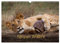 Kenyan Wildlife (Wandkalender 2025 DIN A3 quer), CALVENDO Monatskalender