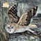 Adult Jigsaw Angela Harding: Marsh Owl: 1000 piece jigsaw (1000-piece jigsaws)