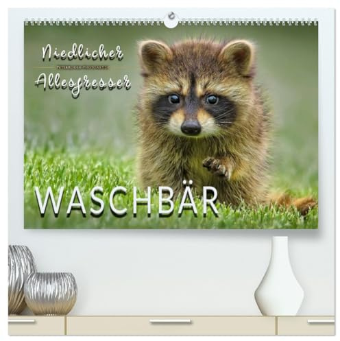 Waschbär - Niedlicher Allesfresser (hochwertiger Premium Wandkalender 2026 DIN A2 quer), Kunstdruck in Hochglanz: Eindrucksvolle Bilder der scheuen Tiere. (CALVENDO Tiere)