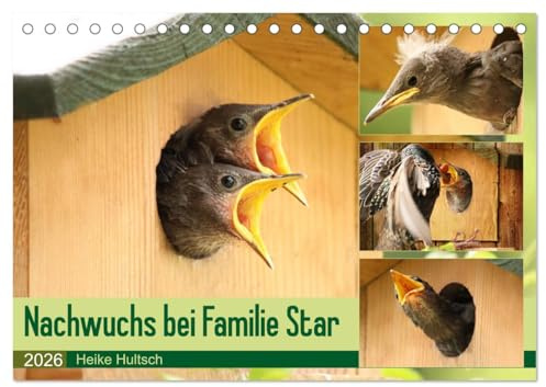 Nachwuchs bei Familie Star (Tischkalender 2026 DIN A5 quer), CALVENDO Monatskalender: Brutzeit der Stare (CALVENDO Tiere)