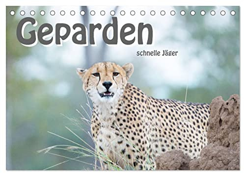 Geparden - schnelle Jäger (Tischkalender 2026 DIN A5 quer), CALVENDO Monatskalender: Die schnellsten, landlebenden Raubtiere in unglaublicher Schönheit (CALVENDO Tiere)