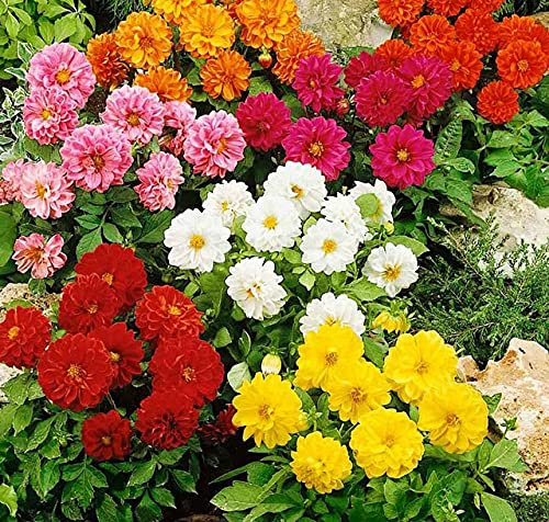Vision4ever 60 x Dahlia Variabilis Opera Dwarf Double Mixed Seeds Border Pot Bedding for Planting Garden Yard Patio