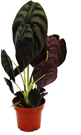 Exotenherz - Alocasia cuprea Red Secret - Tropenwurz - Alokasie - Metallisches Pfeilblatt - Rotes Geheimnis - 12cm Topf