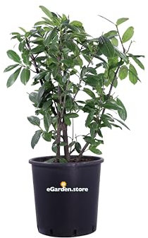 Pianta di Prunus Laurocerasus Novità Pianta di Lauroceraso Novità pianta da esterno pianta da siepe pianta di lauroceraso ornamentale pianta vera venduta da eGarden.store (Vaso 35 cm)