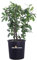 Pianta di Prunus Laurocerasus Novità Pianta di Lauroceraso Novità pianta da esterno pianta da siepe pianta di lauroceraso ornamentale pianta vera venduta da eGarden.store (Vaso 35 cm)