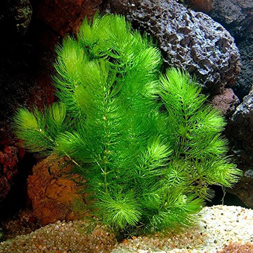 PondPlantsUK Floating Plants 4 x Large Bunches Hornwort Fast Growing Aquarium x 20 Strands