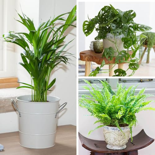YouGarden Houseplant Collection, 3 x Indoor Plants, Ready to Display, Areca Palm, 'Swiss Cheese Plant' Monstera Monkey Leaf and Nephrolepis 'Green Moment' Boston Fern