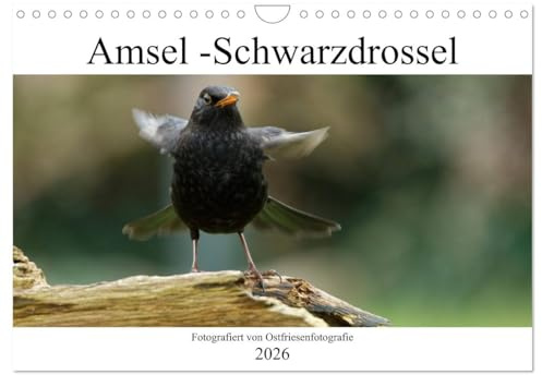 Amsel - Schwarzdrossel fotografiert von Ostfriesenfotografie (Wandkalender 2026 DIN A4 quer), CALVENDO Monatskalender (CALVENDO Tiere)