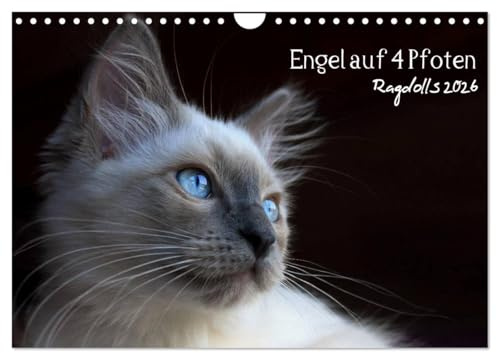 Engel auf 4 Pfoten - Ragdolls 2026 (Wandkalender 2026 DIN A4 quer), CALVENDO Monatskalender: 12 zauberhafte Fotografien verschiedener Ragdolls (CALVENDO Tiere)