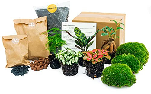 urbanjngl.com - Flaschengarten Paket - 5 Pflanzen - Nachfüll & Starterpaket DIY - Pflanzenterrarium Nachfüllset - Pflanzen-Terrarium-Paket - Pflanzenterrarium Refill Bonsai 5