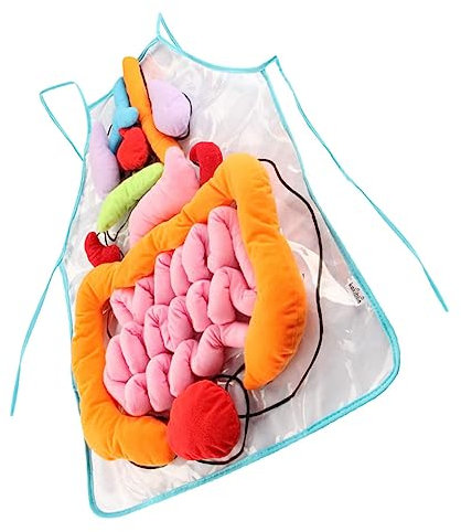 ifundom 1satz Anatomie Schürze Für Lernspielzeug Für Menschlichen Körper Abnehmbare Organteile Für Vorschulerziehung Kreatives Lehrmaterial Für Anatomieunterricht