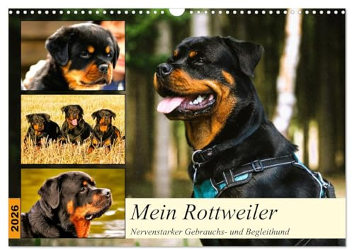 Mein Rottweiler. Nervenstarker Gebrauchs- und Begleithund (Wandkalender 2026 DIN A3 quer), CALVENDO Monatskalender: Unerschrockene Schönheiten mit rauher Schale und weichem Kern! (CALVENDO Tiere)