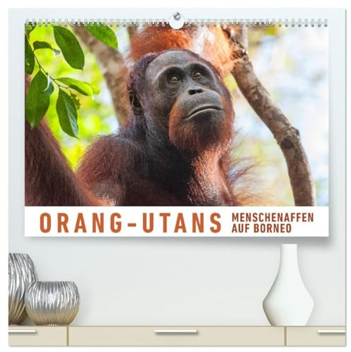 Orang-Utans Menschenaffen auf Borneo (hochwertiger Premium Wandkalender 2026 DIN A2 quer), Kunstdruck in Hochglanz: Besuch bei den Orang Utans im ... Nationalpark auf Borneo (CALVENDO Tiere)