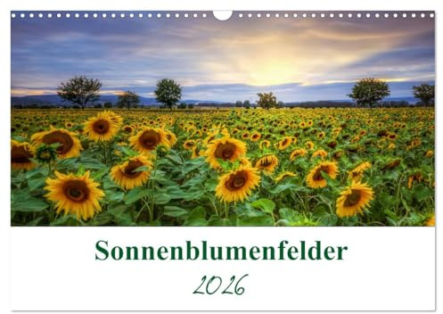 Sonnenblumenfelder (Wandkalender 2026 DIN A3 quer), CALVENDO Monatskalender: Sonnenblumen sind Blumen, die das Leuchten der Sonne zeigen. (CALVENDO Natur)