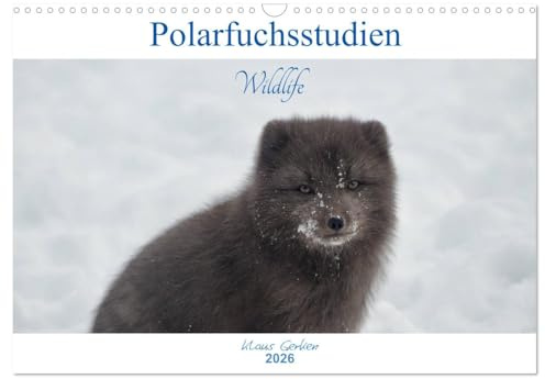 Polarfuchsstudien Wildlife (Wandkalender 2026 DIN A3 quer), CALVENDO Monatskalender: Faszinierende Wildlife-Aufnahmen des Polarfuchses während des Winters auf Island. (CALVENDO Tiere)