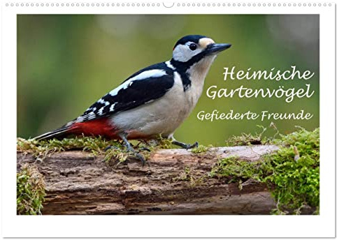 Heimische Gartenvögel - Gefiederte Freunde (Wandkalender 2026 DIN A2 quer), CALVENDO Monatskalender: Wunderschöne Aufnahmen, die die Pracht, Vielfalt ... für jeden Vogelliebhaber. (CALVENDO Tiere)