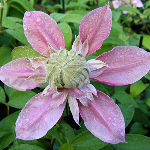 Thompson & Morgan Hardy Perennial Clematis ‘Josephine’ Flowering Climber, Potted Garden Plants Ideal for Cottage Gardens, Walls, Fences, Patio and Containers (2 x 3 Litre Pot)