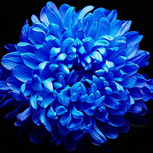 100pcs Chrysantheme Samen Elegante Royal Blau Heirloom Kräuter Blumen Zieht Schmetterlinge Und Bienen Einfach Zu Nehmen Pflege Von Hof Gartenarbeit Pflanzen