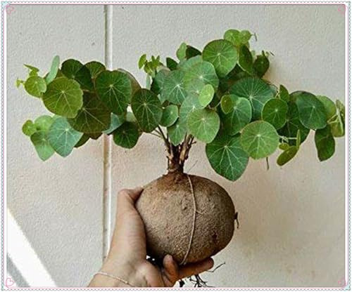 Mehrjährige Blumenzwiebel ist winterhart, Blumenzwiebel Mix, Garden,2025 Winterhart pflanzen,Mysteriöse magische Glühbirne-3 Stephania Erecta Knolle-A