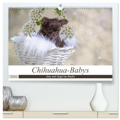 Chihuahua-Babys - Amy und Angel im Studio (hochwertiger Premium Wandkalender 2026 DIN A2 quer), Kunstdruck in Hochglanz: Chihuahua-Welpen mit gerade ... Ihrem ersten Fotoshooting. (CALVENDO Tiere)
