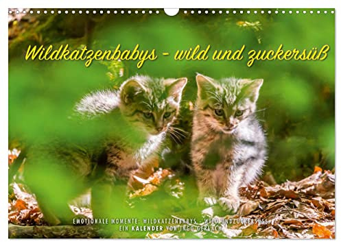 Wildkatzenbabys - wild und zuckersüß. (Wandkalender 2026 DIN A3 quer), CALVENDO Monatskalender: Der Nachwuchs der Wildkatze ist einfach nur zuckersüß europäischen Katzenart. (CALVENDO Tiere)