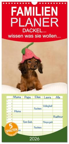 Familienplaner 2026 - DACKEL... wissen was sie wollen... mit 5 Spalten (Wandkalender, 21 cm x 45 cm), CALVENDO: Frech, eigensinnig und liebenswert - man muss sie einfach mögen! (CALVENDO Tiere)