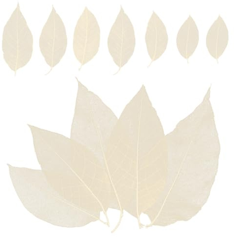 100 Stück Magnolienblatt-Muster Getrocknete Blumen Lesezeichen Weißes Dekor Weiße Trockenblumen Trockenblumen Für Dekoration DIY-Materialien Baumblätter Hochzeit Holz