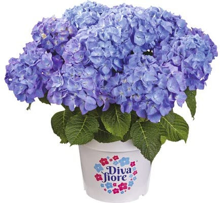 Hortensia Early Blue Natural Planta con Bonitas Flores