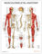 AnatomyStuff Muskel-Skelett-Anatomie Poster, 45 x 60 cm / 18 x 24 cm, Muskeldiagramm, Skelett-System, Biologie, Wissenschaft