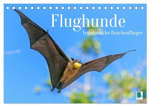 Flughunde: Vegetarische Drachenflieger (Tischkalender 2026 DIN A5 quer), CALVENDO Monatskalender: Vegetarier, nicht Vampir: nur nach Obst und Nektar jagt der Flughund (CALVENDO Tiere)