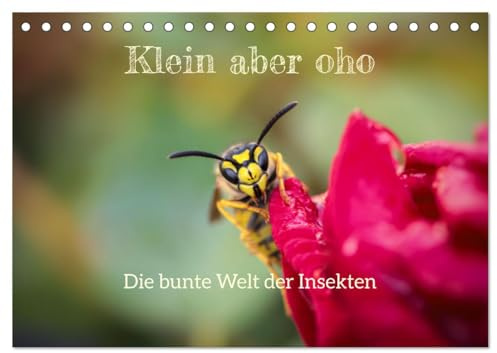 Klein aber oho. Die bunte Welt der Insekten (Tischkalender 2026 DIN A5 quer), CALVENDO Monatskalender: Die farbenfrohe Welt der Insekten (CALVENDO Tiere)