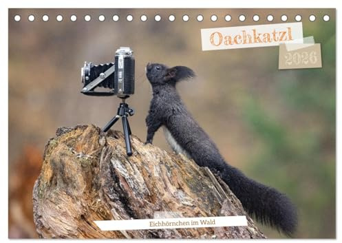Oachkatzl (Tischkalender 2026 DIN A5 quer), CALVENDO Monatskalender (CALVENDO Tiere)