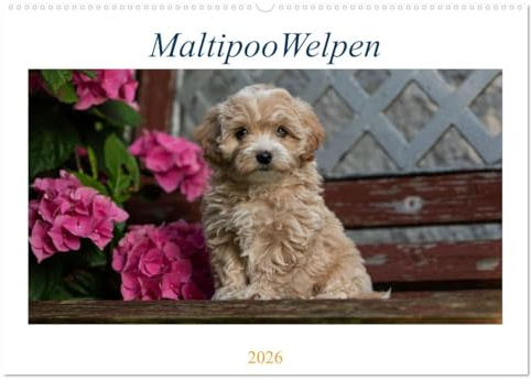 Maltipoo Welpen (Wandkalender 2026 DIN A2 quer), CALVENDO Monatskalender: Beim Maltipoo handelt es sich um eine Kreuzung zwischen Pudel und Malteser. (CALVENDO Tiere)