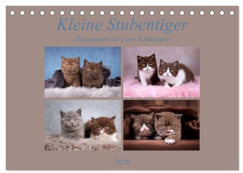 Kleine Stubenstiger (Tischkalender 2026 DIN A5 quer), CALVENDO Monatskalender: Zusammen ist`s am Schönsten (CALVENDO Tiere)