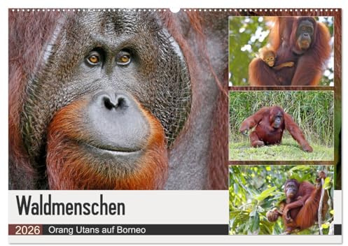Waldmenschen - Orang Utans auf Borneo (Wandkalender 2026 DIN A2 quer), CALVENDO Monatskalender: Orang Utans - Begegnungen auf Borneo (CALVENDO Tiere)
