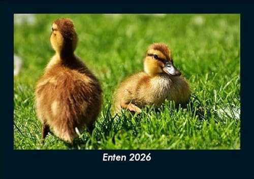 Enten 2026 Fotokalender DIN A5: Monatskalender mit Bild-Motiven von Haustieren, Bauernhof, wilden Tieren und Raubtieren