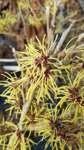 Hamamelis x intermedia 'Pallida' / Noisetier de sorcière/Conteneur de 3 à 4 litres/Arbuste d'ornement