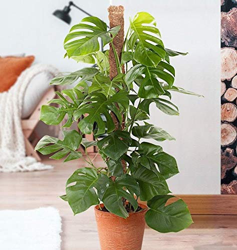 Portal Cool Las semillas 100pcs Monstera Deliciosa jardín de bonsáis tortuga hojas Ãrbol de la planta de queso:Seeds Only