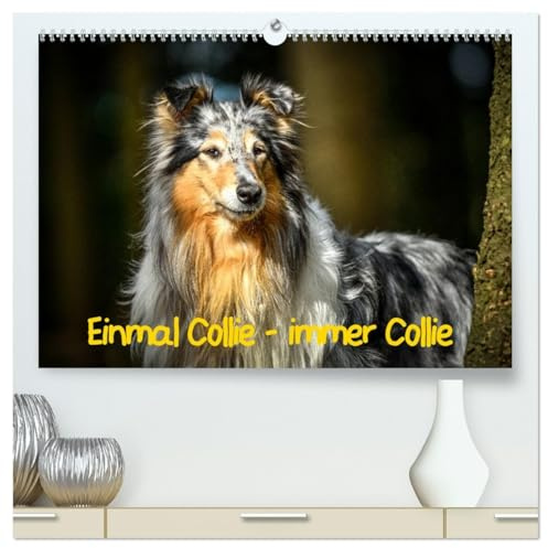 Einmal Collie - immer Collie (hochwertiger Premium Wandkalender 2026 DIN A2 quer), Kunstdruck in Hochglanz: Wundervolle Fotografien der wunderbaren Collies. (CALVENDO Tiere)