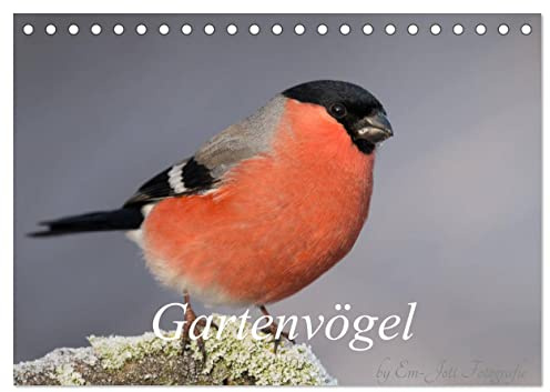 Vögel aus dem Garten (Tischkalender 2026 DIN A5 quer), CALVENDO Monatskalender: Vögel aus dem Garten in Bildern dargestellt (CALVENDO Tiere)