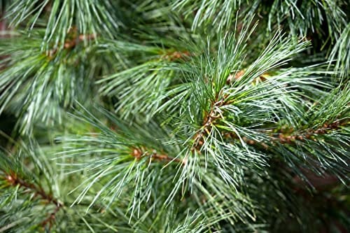 Mädchen-Kiefer 'Schoon's Bonsai' 30-40 cm Topf Pinus parviflora winterhart