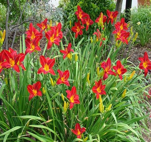 80 graines de fleurs d'hémérocalles fraîches
