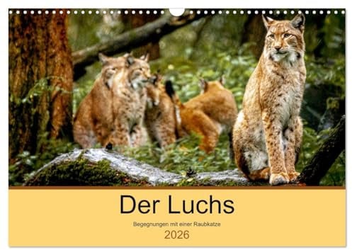 Der Luchs - Begegnungen mit einer Raubkatze (Wandkalender 2026 DIN A3 quer), CALVENDO Monatskalender: Unterwegs im Wildpark Alte Fasanerie in Hanau (CALVENDO Tiere)