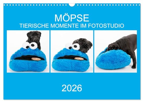 MÖPSE - tierische Momente im Fotostudio (Wandkalender 2026 DIN A3 quer), CALVENDO Monatskalender: Möpse im Fotostudio fotografiert (CALVENDO Tiere)