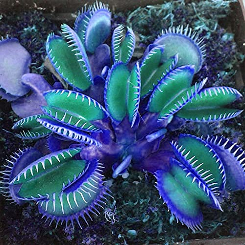 Aamish 70 piezas de semillas de plantas carnívoras azules