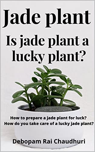 Jade plant : Is jade plant a lucky plant?: How to prepare a jade plant for luck? How do you take care of a lucky jade plant?