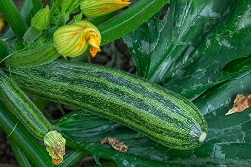 Zucchini Samen Grüner Tiger F1 Zucchinisamen Gemüsesamen 4 Korn Garten Hochbeet Saatgut AlexLand