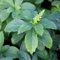 24 x Dickmännchen 'Green Carpet' - Pachysandra terminalis 'Green Carpet' Topf 9x9cm, für 3m² : Der ideale Bodendecker für grüne Gärten