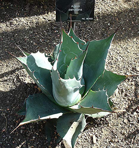 Cactus Seeds - Agave Parrasana - 20 Seeds: Only Seeds