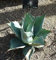 Cactus Seeds - Agave Parrasana - 20 Seeds: Only Seeds